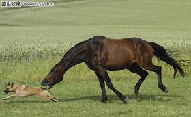 德国马图片,高贵血统与优雅风采的完美融合